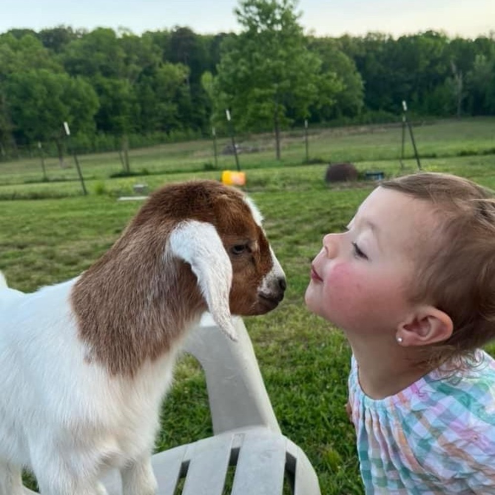 GOAT! 💕🐐 - Picture 3 of 12